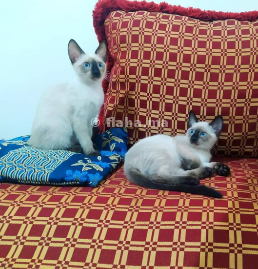 Chats Siamo Mliha A Casablanca Au Maroc Flaha Ma