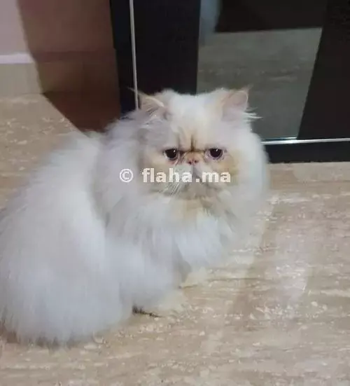 Les Annonces De Chats A Vendre Au Maroc Flaha Ma