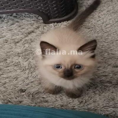 Chaton Race Siamois De 2 Mois A Casablanca Au Maroc Flaha Ma