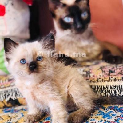 Chaton Siamois De 2 Mois A Casablanca Au Maroc Flaha Ma