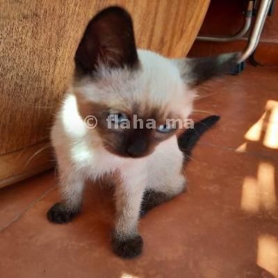 Chaton Siamois Race Pure A Casablanca Au Maroc Flaha Ma