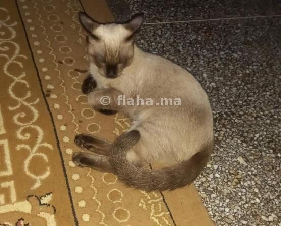 Les Annonces De Chat Siamois A Vendre Au Maroc A Bon Prix Flaha Ma