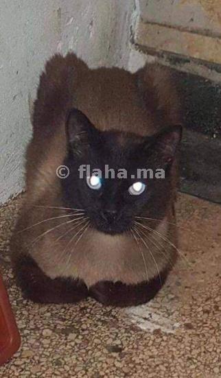 Les Annonces De Chat Siamois A Vendre Au Maroc A Bon Prix Flaha Ma